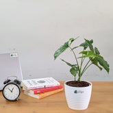 Syngonium Mojito, With 5.5 Inches Decor Pot